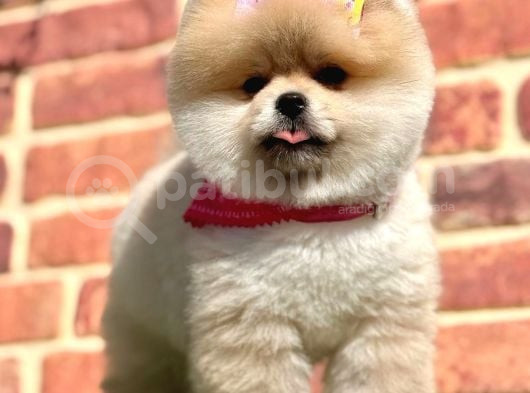 Ayıcık Surat Boo Pomeranian Yavrular