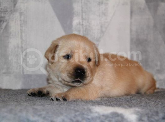Labrador Retriever Bebeklerimiz Sizleri Bekliyor görsel