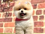 Ayıcık Surat Boo Pomeranian Yavrular