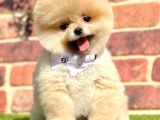Ayıcık Surat Boo Pomeranian Yavrular