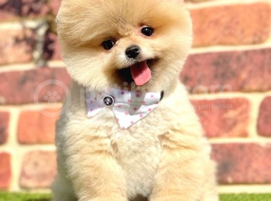 Ayıcık Surat Boo Pomeranian Yavrular