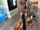 4 Aylik Doberman Diş Yavrum Ve Büyük Köpek Kafesi