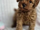 Toy Poodle Red Brown Di̇şi̇ Erkek Yavrularimiz