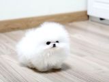 Pomerani̇an Boo Karbeyaz Di̇şi̇ Erkek Yavrularimiz