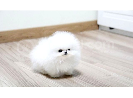 Pomerani̇an Boo Karbeyaz Di̇şi̇ Erkek Yavrularimiz görsel