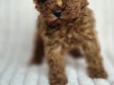 Toy Poodle Red Brown Di̇şi̇ Erkek Yavrularimiz