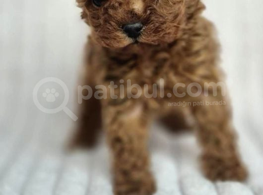 Toy Poodle Red Brown Di̇şi̇ Erkek Yavrularimiz görsel