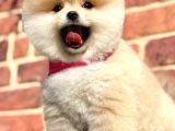 Ayıcık Surat Boo Pomeranian Yavrular