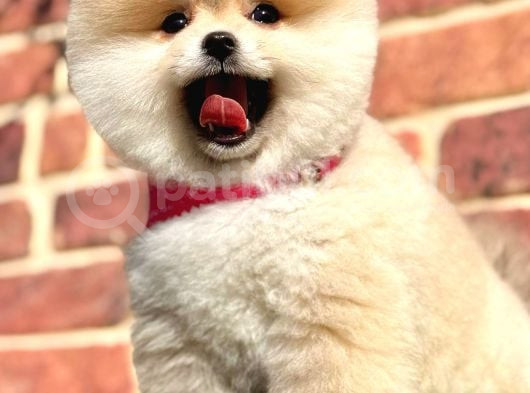 Ayıcık Surat Boo Pomeranian Yavrular görsel