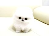 Pomerani̇an Boo Karbeyaz Di̇şi̇ Erkek Yavrularimiz