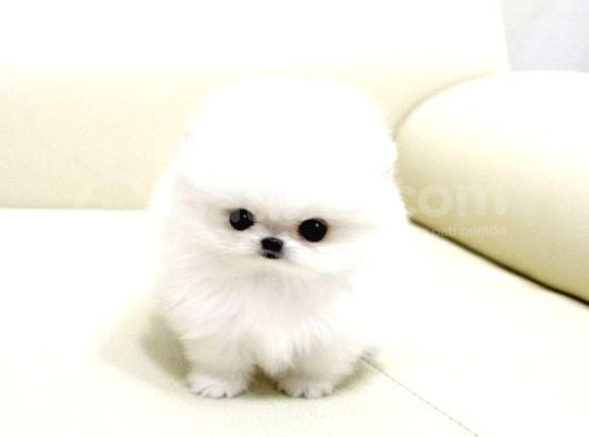 Pomerani̇an Boo Karbeyaz Di̇şi̇ Erkek Yavrularimiz görsel