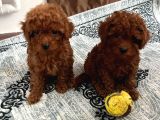 İstanbulun En İyi̇ Toy Poodle Bebekleri̇ Burada