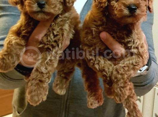 Red Brown Kizil Orji̇nal Toy Poodle Yavrular görsel