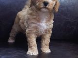 Anne Baba Gerçek Malti̇poo Yavrular