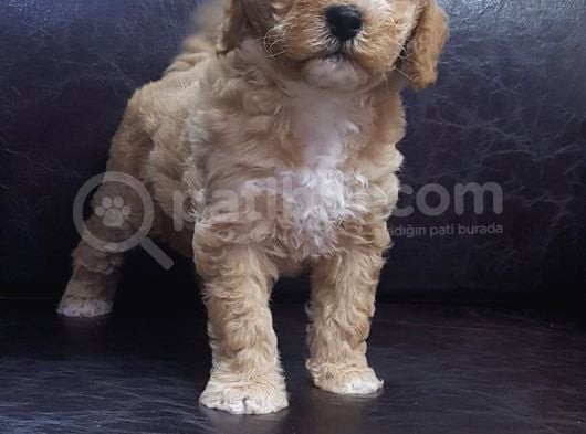 Anne Baba Gerçek Malti̇poo Yavrular görsel