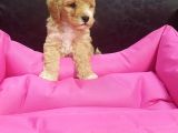 Anne Baba Gerçek Malti̇poo Yavrular
