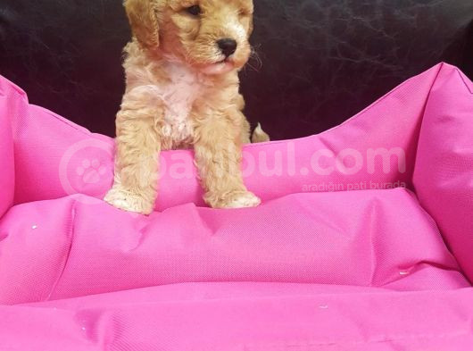 Anne Baba Gerçek Malti̇poo Yavrular görsel