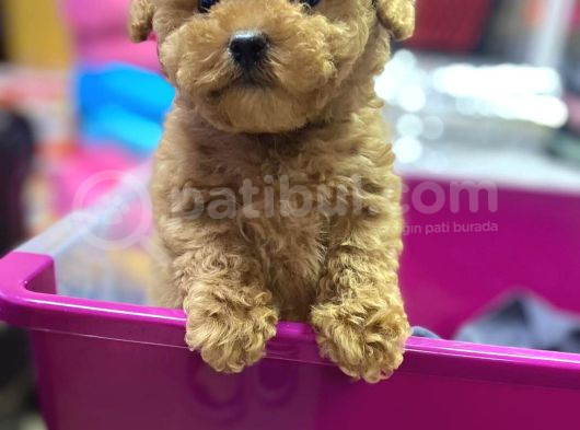 Red Brown Kizil Orji̇nal Toy Poodle Yavrular görsel