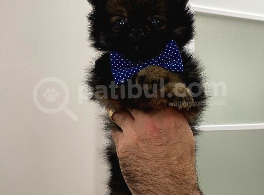 Çok Uygun Pomeranian Erkek Yavru görsel