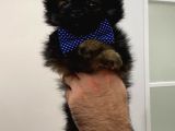 Çok Uygun Pomeranian Erkek Yavru