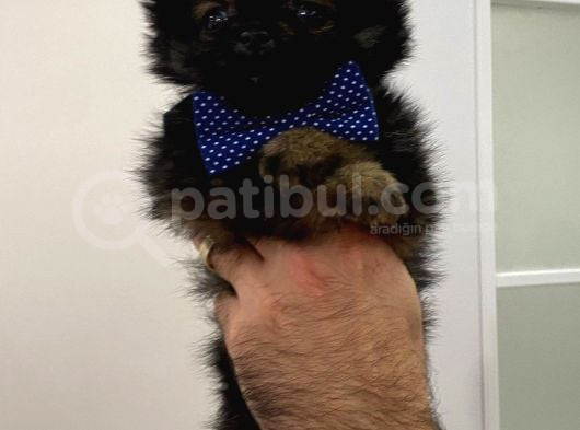 Çok Uygun Pomeranian Erkek Yavru