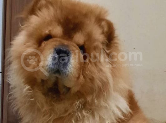 Çin Aslani Chow Chow Yetişkin Erkek görsel