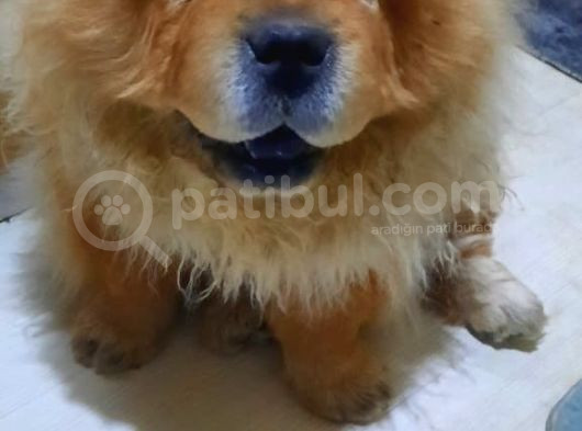 Çin Aslani Chow Chow Yetişkin Erkek görsel