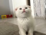 Süslü yeni ailesini ariyor egitimli