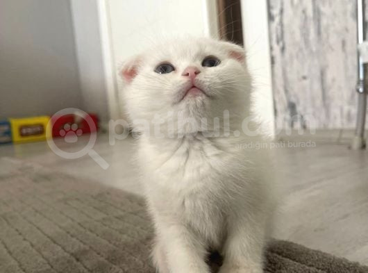 Süslü Yeni Ailesini Ariyor Egitimli