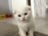 Süslü Yeni Ailesini Ariyor Egitimli