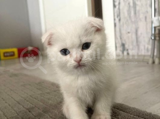 Süslü Yeni Ailesini Ariyor Egitimli görsel