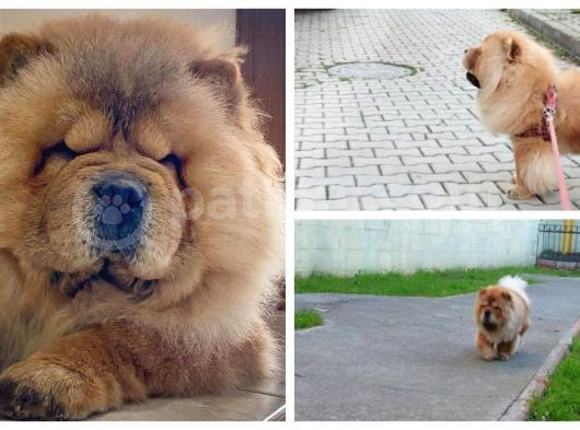 Çin Aslani Chow Chow Yetişkin Erkek