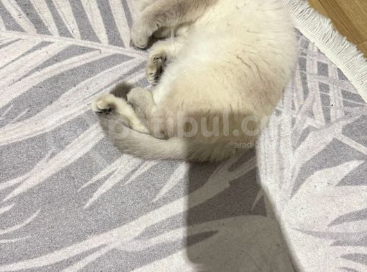 Kızımıza Ev Arıyoruz Ücretsiz Sahiplendirme Açıklama Okuyun görsel