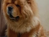 Çin Aslani Chow Chow Yetişkin Erkek