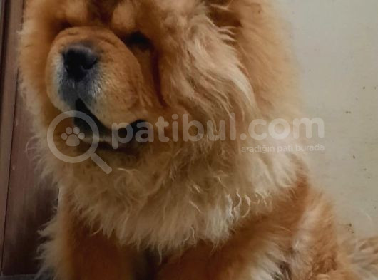 Çin Aslani Chow Chow Yetişkin Erkek görsel