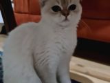Kızımıza Ev Arıyoruz Ücretsiz Sahiplendirme Açıklama Okuyun
