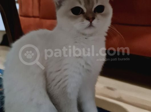 Kızımıza Ev Arıyoruz Ücretsiz Sahiplendirme Açıklama Okuyun görsel