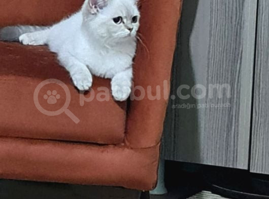 Kızımıza Ev Arıyoruz Ücretsiz Sahiplendirme Açıklama Okuyun