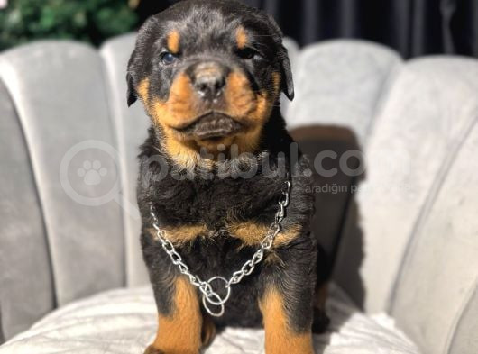 İri Dişi Safkan Rottweiler Yavrular