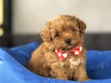Mini Boy Orji̇nal Malti̇poo Bebekler