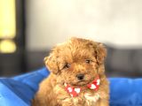 Mini Boy Orji̇nal Malti̇poo Bebekler
