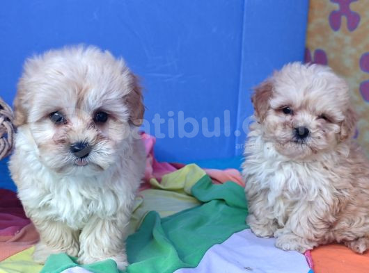 Anne Baba Gerçek Malti̇poo Yavrular görsel