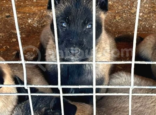 Üst Segment Malinois Yavrularımız görsel