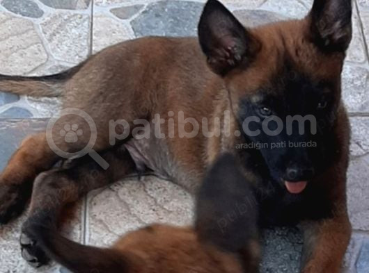 Üst Segment Malinois Yavrularımız görsel