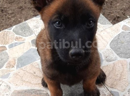 Üst Segment Malinois Yavrularımız