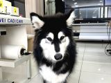 9 Aylık Uysal Alaska Kurdu 