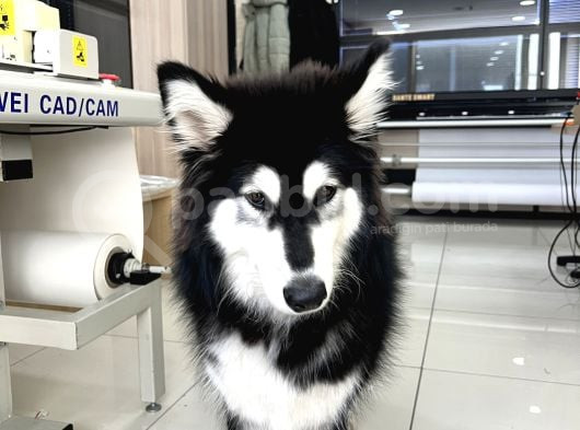 9 Aylık Uysal Alaska Kurdu  görsel