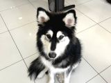 9 Aylık Uysal Alaska Kurdu 