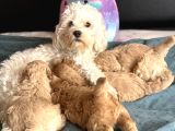 Evde Doğmuş Mükemmel Maltipoo Bebekler