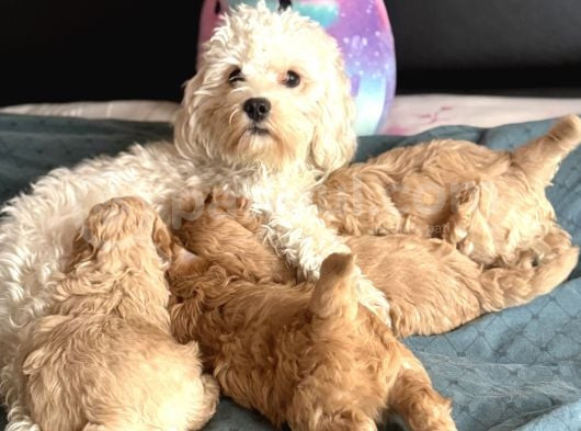 Evde Doğmuş Mükemmel Maltipoo Bebekler görsel